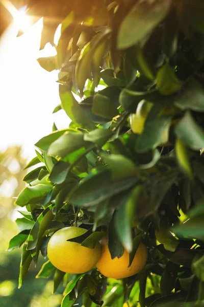 Closeup Ripe Grapefruits Small Evergreen Tree — Stock Photo, Image