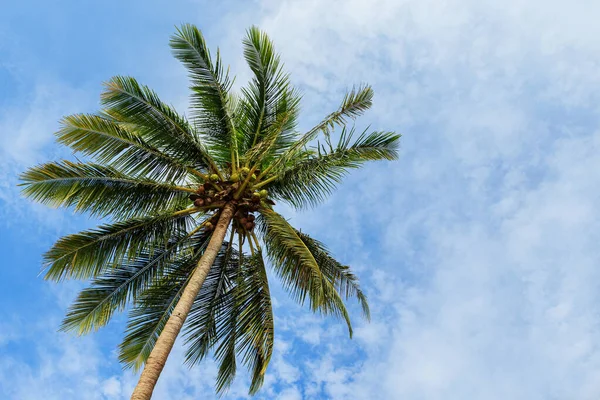 Achtergrond Van Groene Kokospalm Prachtige Lucht Met Wolken — Stockfoto