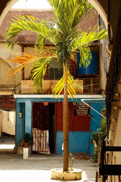ハバナ市のスラム街の装飾ヤシの木 — ストック写真