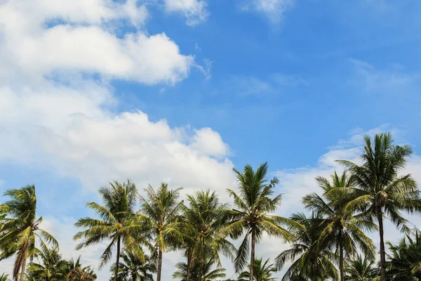 Achtergrond Van Groene Kokospalmen Prachtige Lucht Met Wolken — Stockfoto