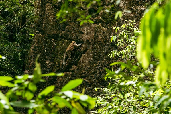 Wild Macaque Climbing Steep Rock Natural Habitat Deep Tropical Forest — Stock Photo, Image