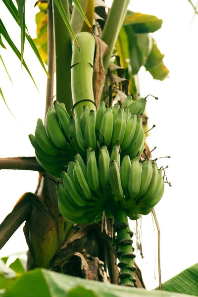 Closeup Tiro Frutos Banana Verdes Não Maduros Uma Árvore Uma — Fotografia de Stock