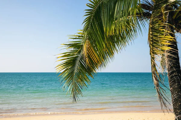 Fundo Palmeira Mar Calmo Céu Azul Claro Conceito Viagem Férias — Fotografia de Stock
