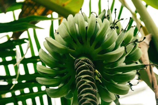 Närbild Skott Gröna Omogna Bananfrukter Ett Träd Djup Tropisk Skog — Stockfoto