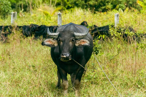 Een Close Shot Van Een Kalme Gedomesticeerde Zwarte Kortharige Stier — Stockfoto