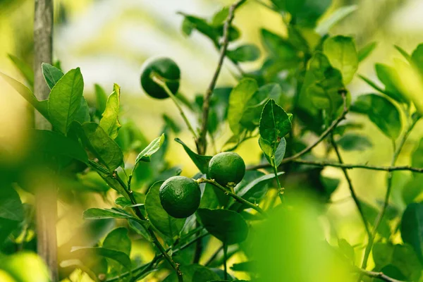 Closeup Ripe Green Lime Small Evergreen Tree — Stock Photo, Image