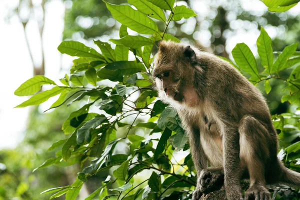 在泰国一个茂密的热带森林里 一只成年猕猴正坐在一块天然栖息地的岩石上 — 图库照片