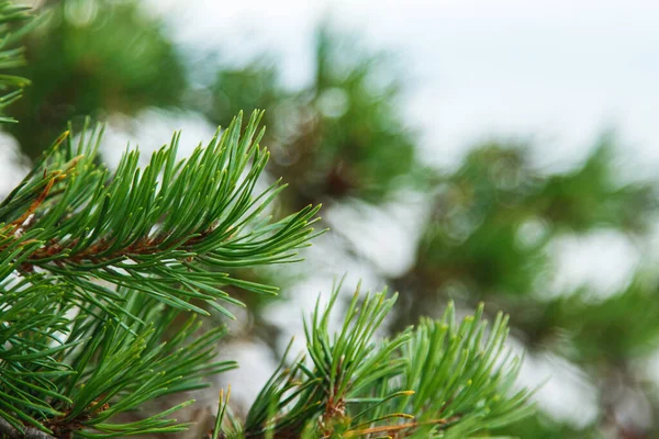 Closeup Shot Pine Branch Long Green Conifer Needles — Stock Photo, Image