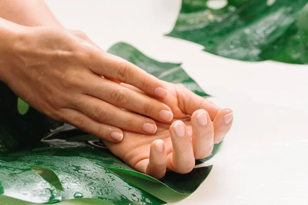 Fechar Mãos Femininas Molhadas Com Pele Oleosa Hidratada Folha Tropical — Fotografia de Stock