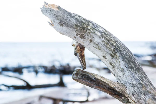 Closeup Shot Broken Driftwood Branch Sandy Sea Shore Looking Snake — Stock Photo, Image