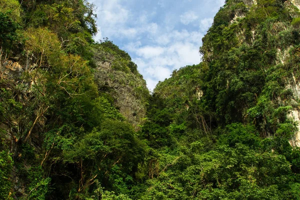 Piękny Widok Zielony Las Deszczowy Góry Tajlandii — Zdjęcie stockowe