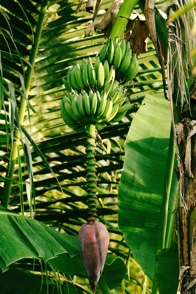 Verdura Bananeira Exuberante Com Folhas Frutos Verdes Uma Floresta Tropical — Fotografia de Stock