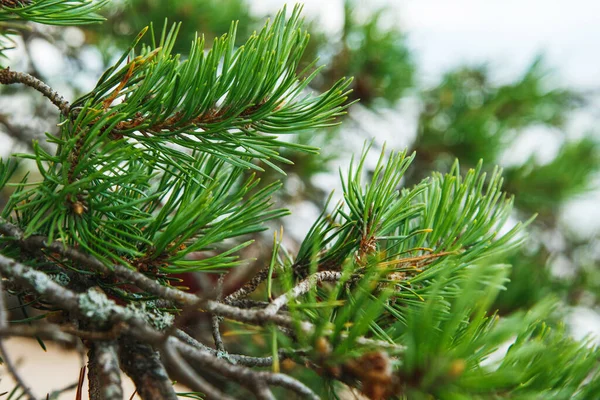 長い緑色の針葉樹の針を持つ松の枝の閉鎖ショット — ストック写真