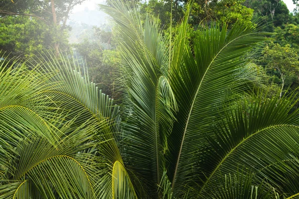 Background Thick Green Palm Leaves Tropical Rainforest — Stock Photo, Image