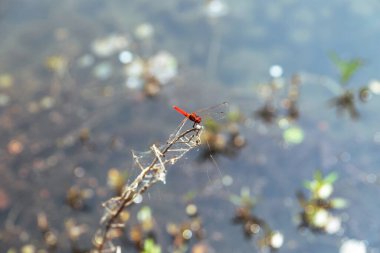 Kırmızı yusufçuğun, dal üzerinde dinlendiği yakın plan