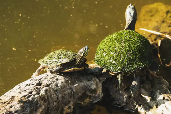Two Fresh Water Turtles Sunbathing While Sitting Log — Stock Photo, Image