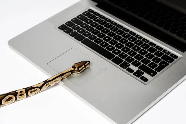 Real python snake and laptop computer. Concept of using high-level programming language for software engineering.
