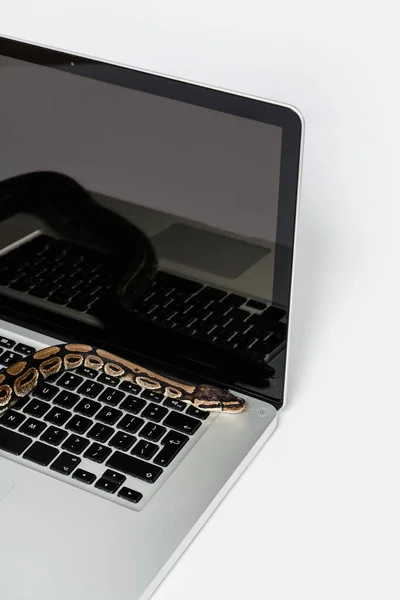Real python snakes and laptop computer. Concept of using high-level programming language for software engineering.