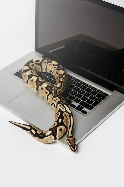 Real python snake and laptop computer. Concept of using high-level programming language for software engineering.