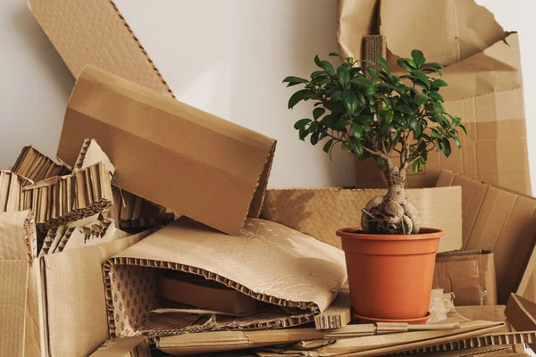 Stack Cardboard Waste Ficus Potted Plant Home Concepts Paper Recycling — Stock Photo, Image