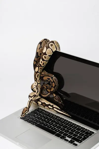 Real python snakes and laptop computer. Concept of using high-level programming language for software engineering.