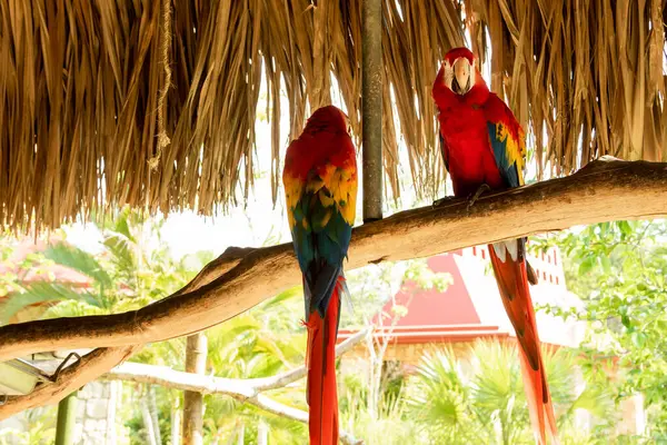 Dva Krásní Papoušci Macaw Sedící Větvi Ecoparku — Stock fotografie