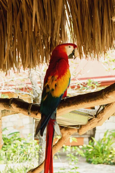 Papagaio Arara Bonita Sentado Ramo Ecopark — Fotografia de Stock