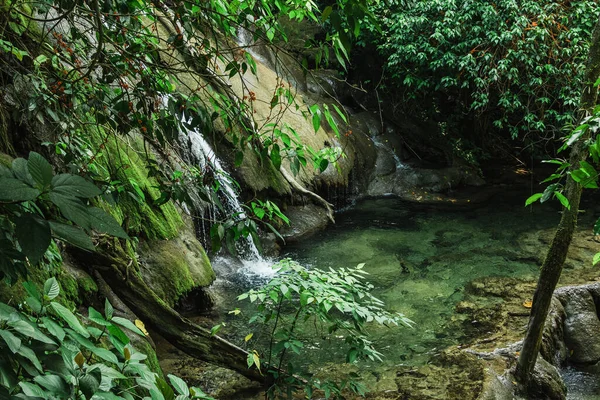 Mělká Průzračná Řeka Hluboké Zelené Džungli Royalty Free Stock Fotografie