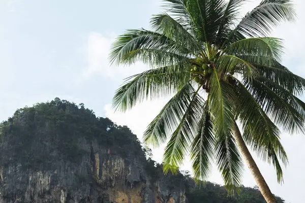 Scenic View Palm Tree Limestone Cliffs Beach Thailand Evokes Sense Stock Photo