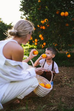 Genç Anne ve Oğlu Portakal Topluyor.