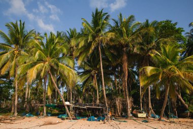  Fisherman's Retreat: Sheds, Boats, and Palms on a Sunlit Beach. clipart