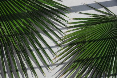 Tropikal Palmiye Beton Yüzeyde Gölge Bırakıyor.