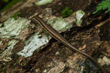 Yağmur Ormanlarındaki Tahta Kütük Üzerinde Küçük Kayak Kertenkelesinin Yakın Çekimi.
