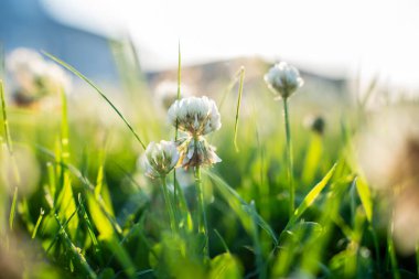  Yeşil Çayırdaki Beyaz Yonca Çiçeklerinin Yakın Çekimi.