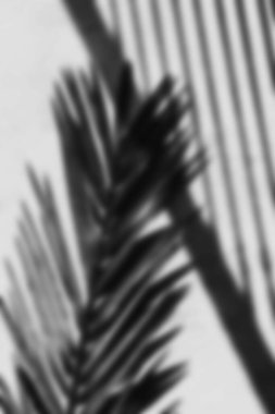 Soyut Siyah-Beyaz Avuç İçi Yaprak Gölgeleri.