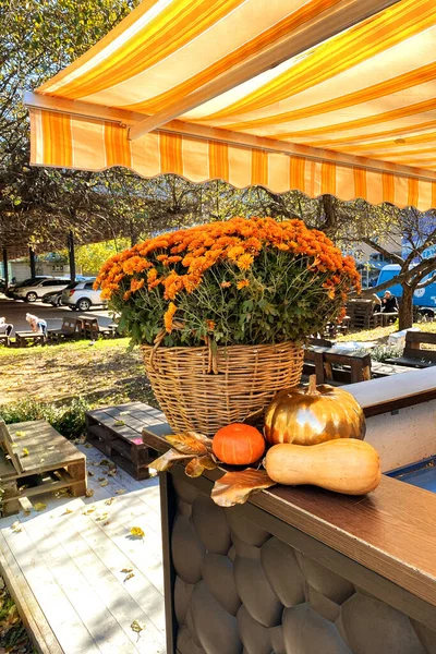 Topf Mit Orangefarbenen Chrysanthemen Auf Verschwommenem Hintergrund Eines Sommercafés Freien — Stockfoto