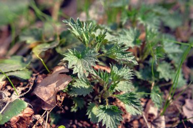 Yeşil çayırda ısırgan otu. Çiçek açan doğa geçmişi. Sağlıklı şifalı bitkiler. Ormanda yeşil yapraklar.