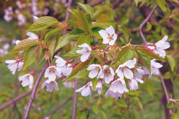Třešňový Květ Bílý Strom Jaře Jarní Krajina Lese — Stock fotografie