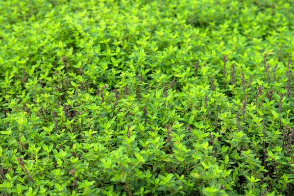 Myrtus Phyllireaefolia Zacht Groen Gras Wazig Achtergrond — Stockfoto