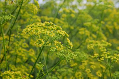 Pimpinella anisum. Yaz mevsiminde yeşil çayırda beyaz anason. 