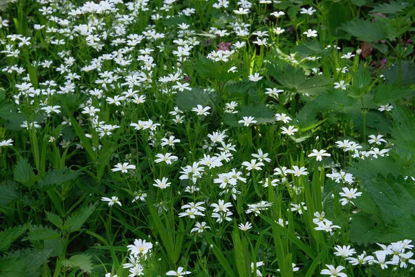 Цветы Сми Белый Одуванчик Зеленом Лугу Летом Летний Пейзаж Лесу — стоковое фото
