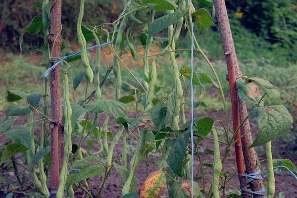 Fagioli Crescono Campagna Letto Giardino Verdure Biologiche Stanno Crescendo Fattoria — Foto Stock