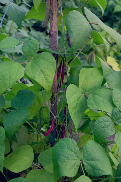 Beans Growing Rural Garden Bed Garden Farming Background — Stock fotografie
