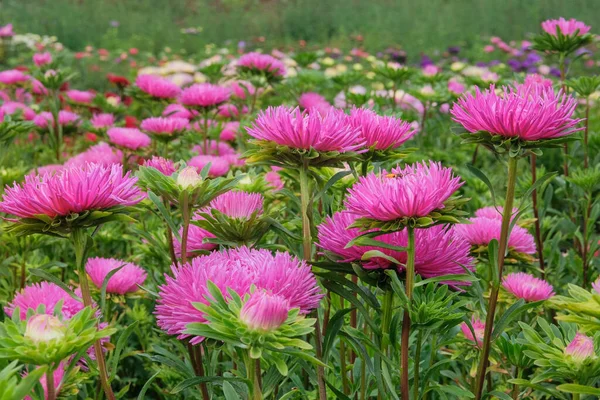 Asters Jardim Jardinagem Flores Rosa Florescendo Jardim Fundo Florescendo Natural — Fotografia de Stock