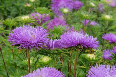 Bahçedeki Asterlar. Bahçede mor çiçekler var. Doğal çiçekli arkaplan. 