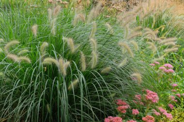 Bahçe bahçesinde miscanthus. Parktaki bitkiler. Doğal çiçekli arkaplan.