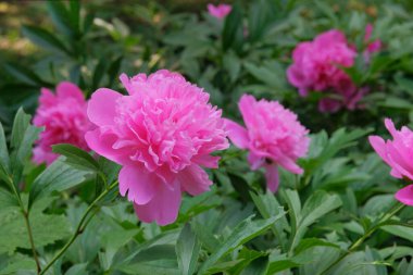 Peony is growing in the park. Herbaceous or shrubby plant. Cultivated for its romantic flowers.