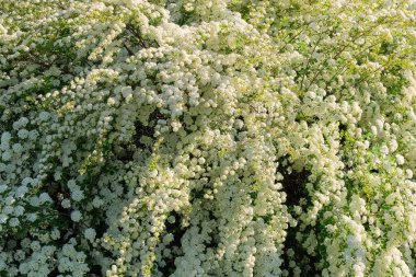 Shrub of white blooming flowers. Bird cherry flowers.. Landscape and bush. Flowers garden. White romantic flowers.