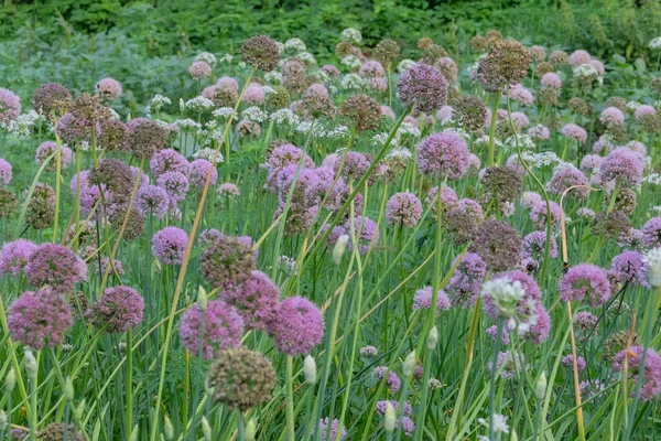 Purple Onion Flowers Farming Harvesting Vegetables Grown Rural Garden Growing 图库图片