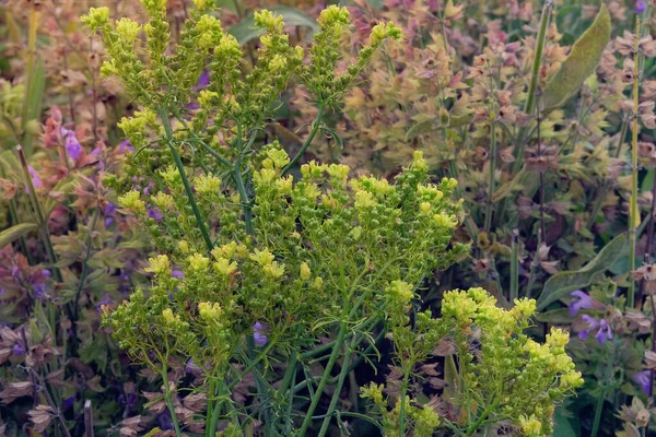 グラボレンス 田舎庭の芳香のある花 — ストック写真